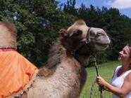 Jízdy na velbloudech na farmě Záhostice