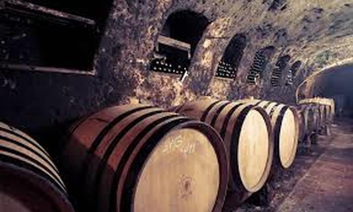 Řízená degustace a vycházka do vinohradu pod Nedánovem