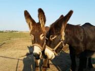 Oslí stezka Svárov - zažijte procházku/túru s oslíkem
