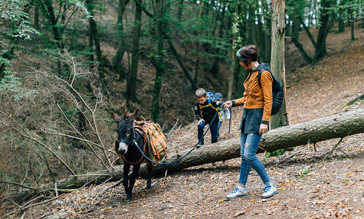 Individuální návštěva včetně procházky s oslíkem 2-3 km pro až 5 osob