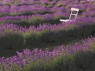 Komentovaná prohlídka Levandulového statku Bezděkov