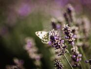 Komentovaná prohlídka Levandulového statku Bezděkov