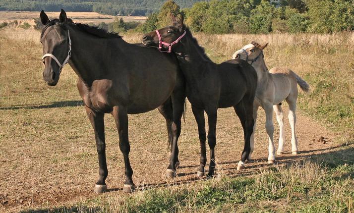 Vodění dětí na ponících