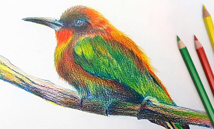 Ptáček pastelkou moderně a od začátku - online kurz