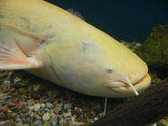 Akvárium Orlík - objevte sladkovodní ryby našich vod