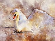 Labuť akrylem na plátno - online kurz