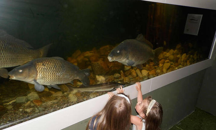 Akvárium Orlík - objevte sladkovodní ryby našich vod