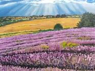 Olejomalba - pro začátečníky a pokročilé