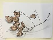 Kresba a malba pro seniory a nejen ty - začátečníci a pokročilí