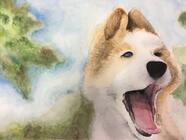 Akvarel - úplní začátečníci a mírně pokročilí