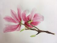 Akvarel - úplní začátečníci a mírně pokročilí