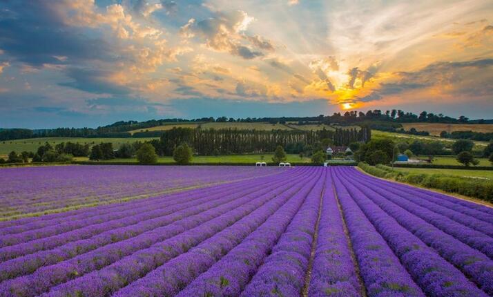 Levandulové údolí - Aromatherapie v Aroma domku