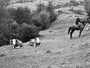 Nová Sedlica - výstava fotografií Pavla Vavrouška