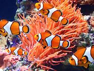 ZOO Mořský svět Praha - největší mořské akvárium v ČR - s omezením a slevou 35 %