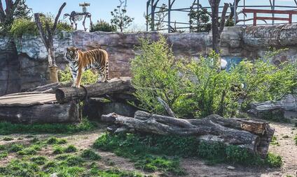 Zoologická zahrada Hluboká nad Vltavou – adoptujte si zvíře