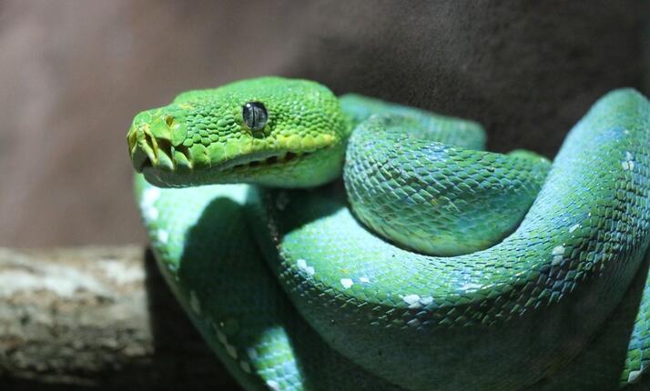 Zoologická a botanická zahrada města Plzně - úplně jiný svět