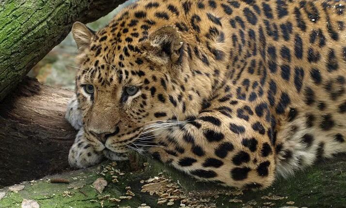 Zoo Děčín – jedna z nejkrásnějších zoologických zahrad u nás