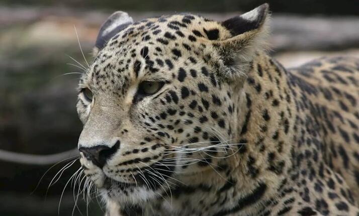 Zoologická zahrada Jihlava – připravte se na zážitek