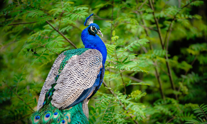 Zoopark Chomutov – největší zoo v ČR