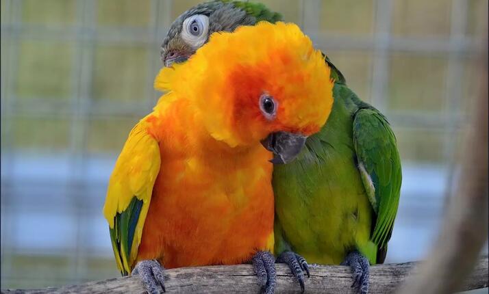 Zoologická zahrada Tábor - chrání ohrožené druhy