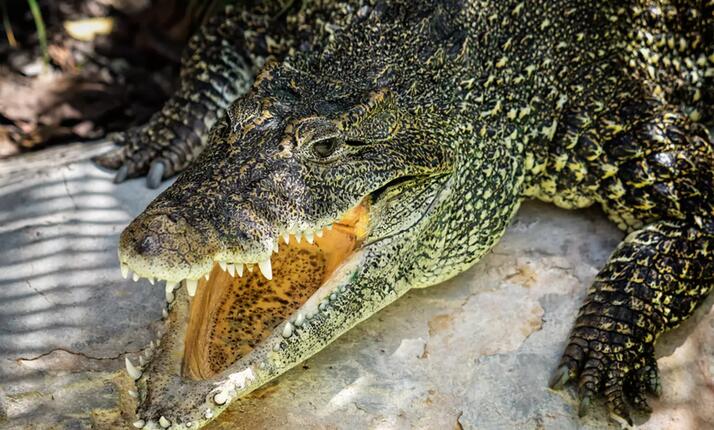 Krokodýlí Zoo Protivín - největší expozice krokodýlů v Evropě