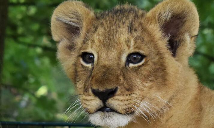 Biopark Štít - divoká a exotická zvířata na dosah ruky