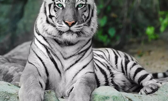 Rekreační park a safari Karlštejn - exotická zvířata na dosah