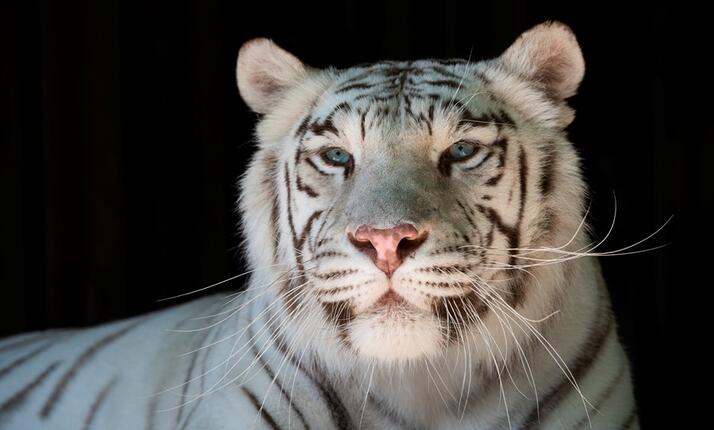 Zoopark Berousek Doksy - rodinný zoopark nejen pro děti