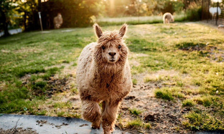 Fauna park - dětský ráj Valašské Meziříčí - kam za zvířatky