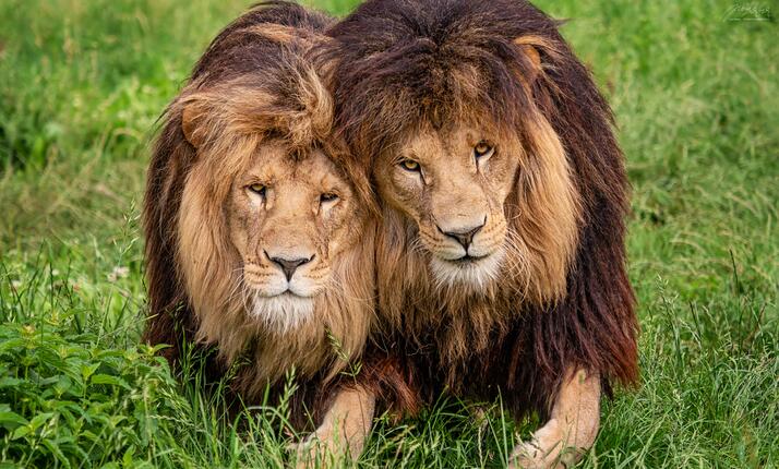 Zoopark Na Hrádečku Horní Pěna - jihočeská soukromá zoo