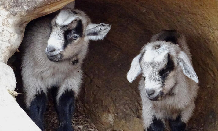 Zoopark Radonice - hospodářská i divoká zvířata na dosah