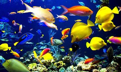 Minizoo Aqua Terra Štramberk - vše ze světa akvarií a terárií