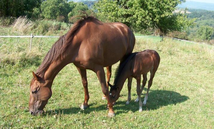 Jezdecká stáj Gabrielka Karlovy Vary - Stráň - zážitky zaručeny