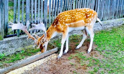 Zoopark jeleni Homole - přírodní park plný zážitků