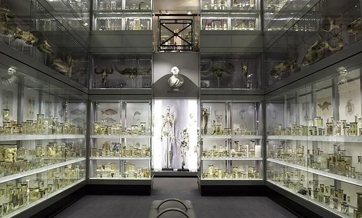 Hrdličkovo muzeum člověka Praha - 4000 exponátů