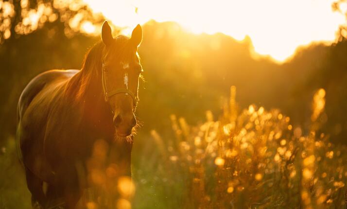 Archa Noemova - projížďky na koních přírodou