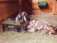 VIP prohlídka Farmaparku u Toma - pro 2, 4 nebo 6 osob