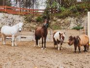 Staňte se ošetřovatelem ve Farmaparku u Toma