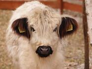 Staňte se ošetřovatelem ve Farmaparku u Toma