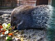 VIP prohlídka Farmaparku u Toma - pro 2, 4 nebo 6 osob