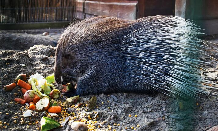 Staňte se ošetřovatelem ve Farmaparku u Toma