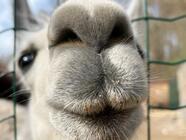 VIP prohlídka Farmaparku u Toma - pro 2, 4 nebo 6 osob