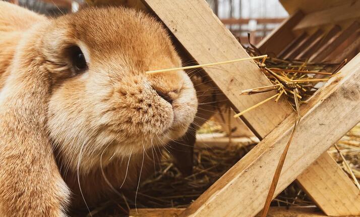 VIP prohlídka Farmaparku u Toma - pro 2, 4 nebo 6 osob