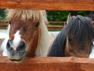 VIP prohlídka Farmaparku u Toma - pro 2, 4 nebo 6 osob