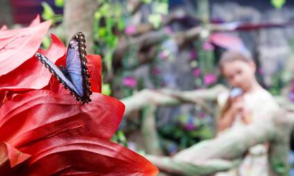 Papilonia motýlí dům Lipno - Objevte krásu motýlů