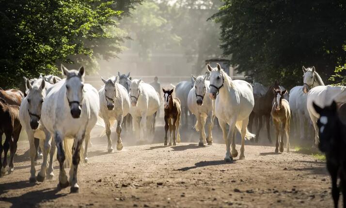 Exkurze v Národním hřebčíně Kladruby nad Labem