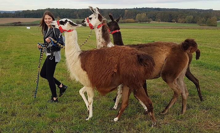 Lamafarma Chýnov - unikátní zážitková lamí farma
