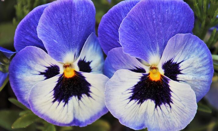 Venkovní bojovka Cesta dvojiček