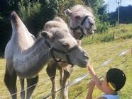 Cameltreking: Procházka s velbloudem - 1,5 nebo 3 kilometry