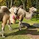 Cameltreking: Procházka s velbloudem - 1,5 nebo 3 kilometry